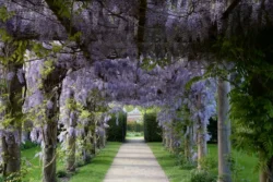 Pergola met blauwe regen